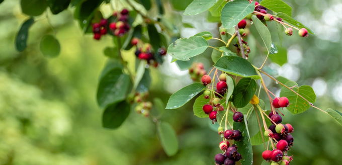 Discover The Wonders Of Elderberry Syrup