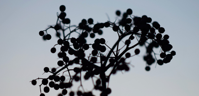 The Top Benefits of Elderberry Syrup for Your Immune System