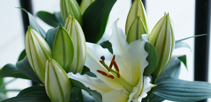 How To Plant A Bunny Garden